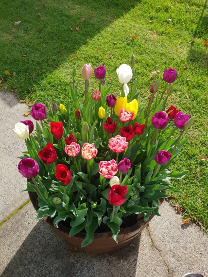 Beautiful Tulips in Bloom